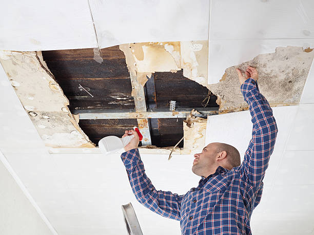 Best Mold Damage Restoration  in Townsend, DE